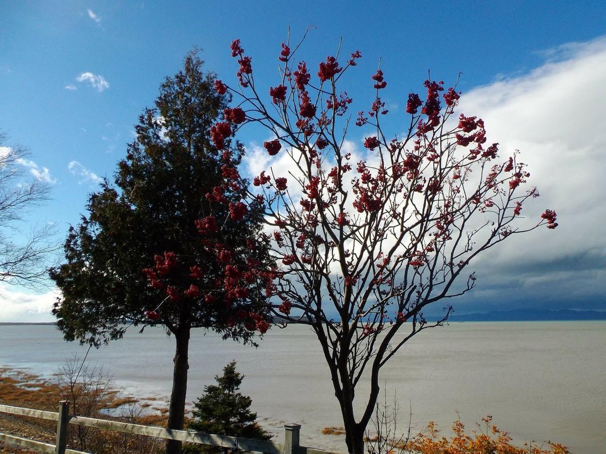 Motel Cap Blanc Kamouraska Bagian luar foto